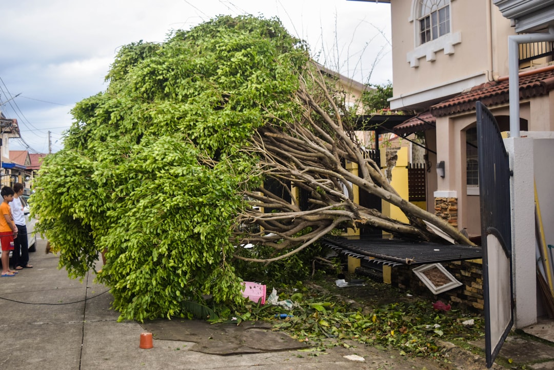 The Ultimate Guide to Professional Tree Removal